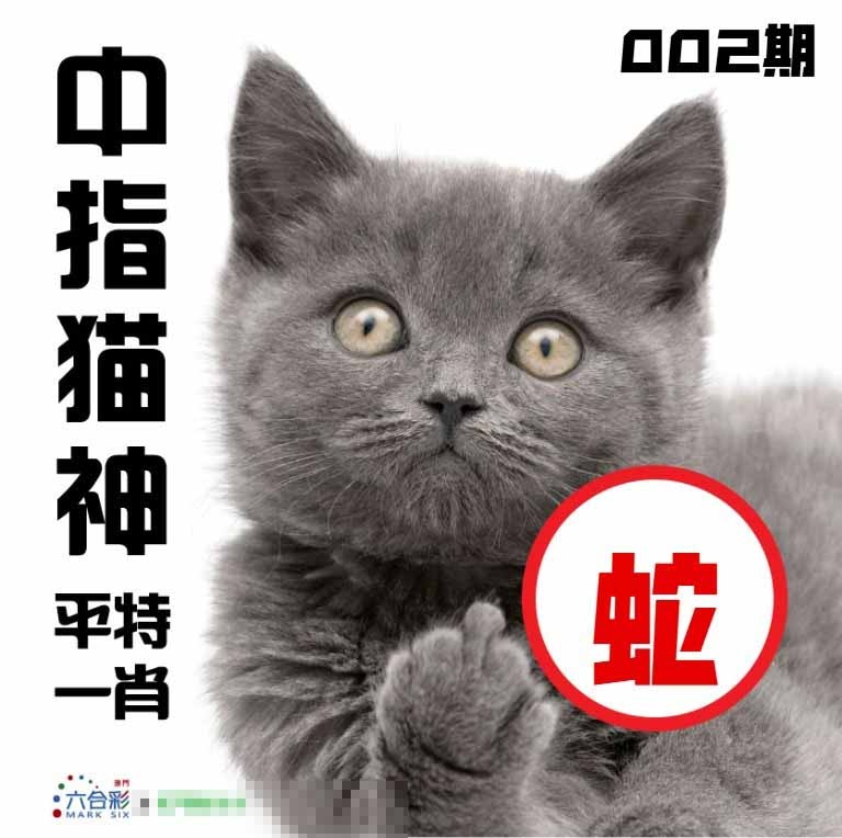 002期中指猫神[图]
